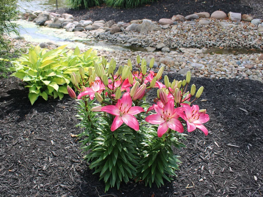 Mulch or Pine Straw for Your Upstate Beds?