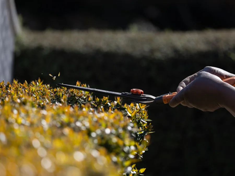 When to Prune Shrubs and Trim Trees