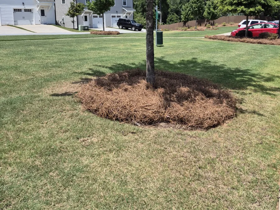 Pine Straw Installation