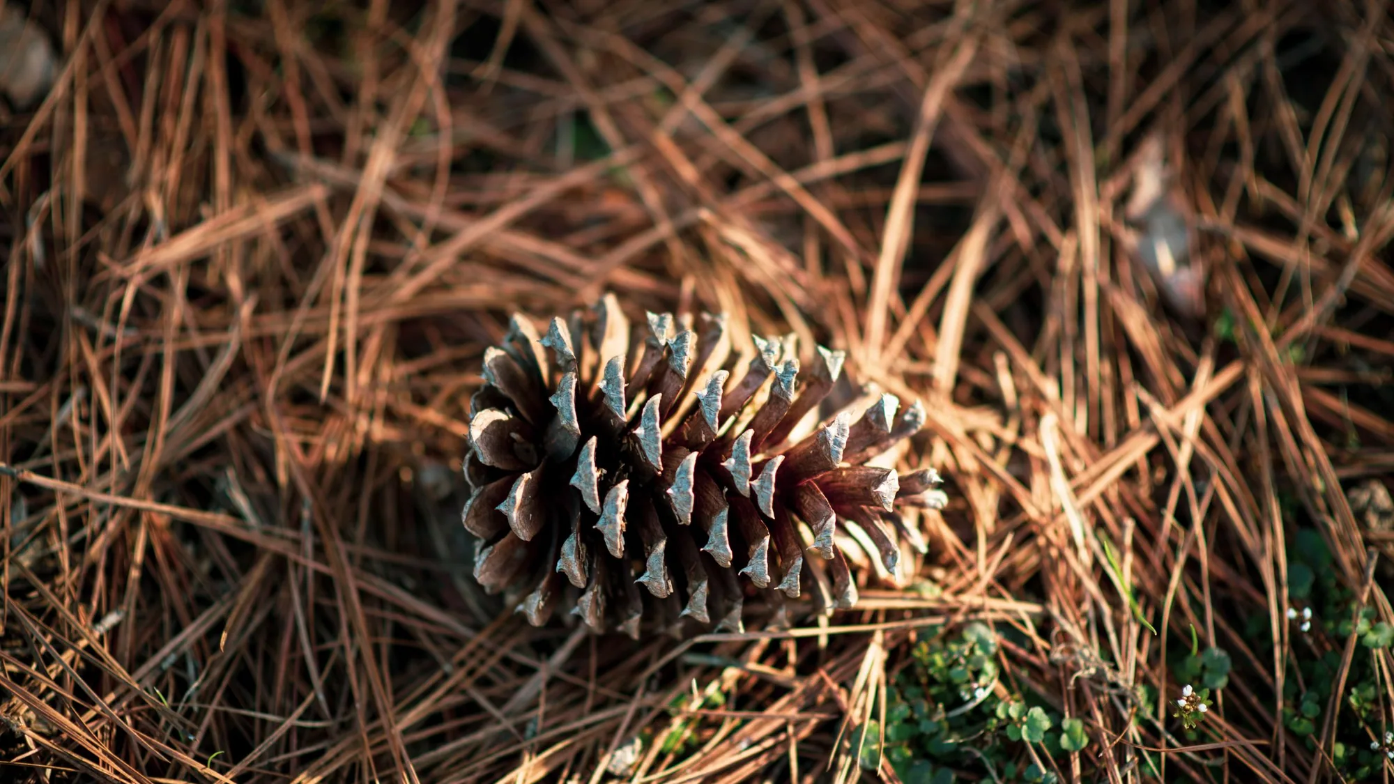 Pine Straw Installation