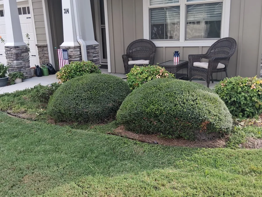 Shrub Pruning