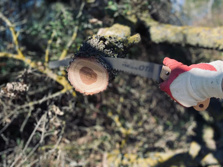 Tree Trimming